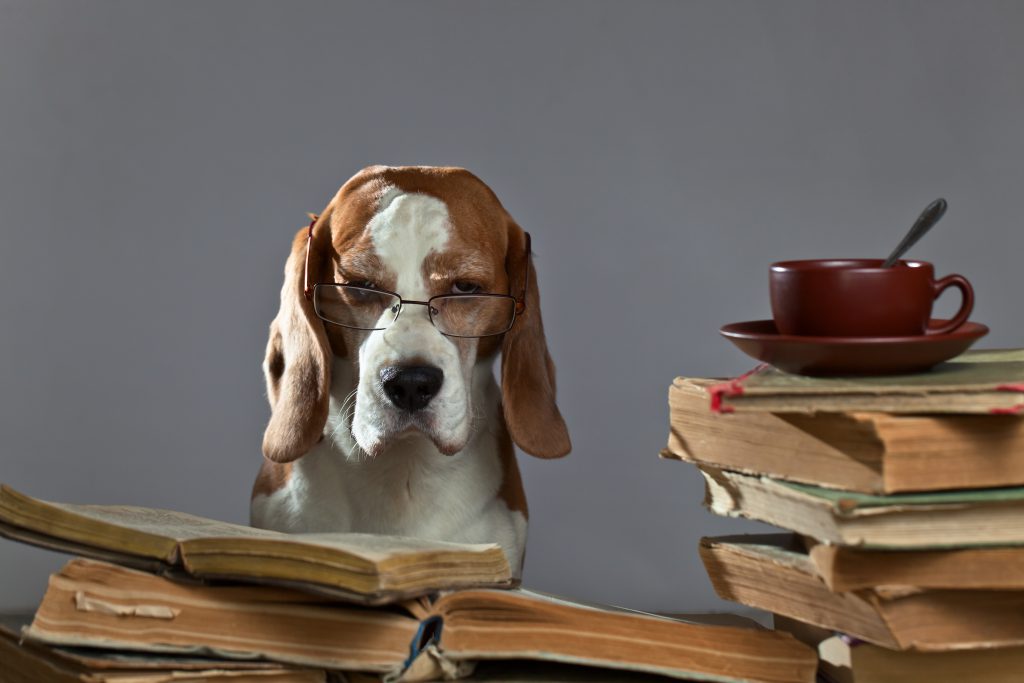 Dog study. Очень умная собака. Умная собака стоковое. Очень умная собака Stand up. Умный Бигль читает книгу.